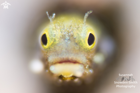 A Secretary Blenny