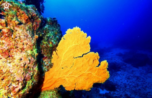 A Alcyonacea | Whale Rock dive site Gorgonian Coral 
