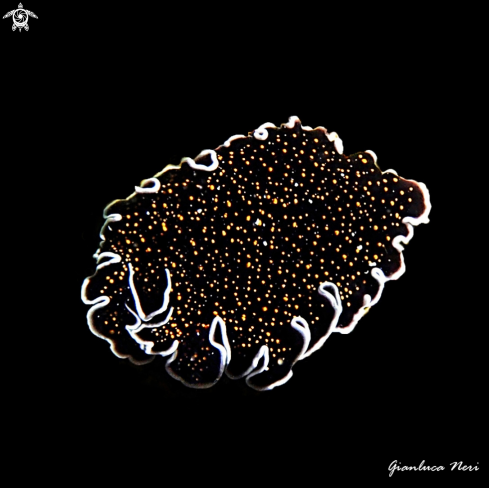 A Thysanozoon nigropapillosum  | Flatworm