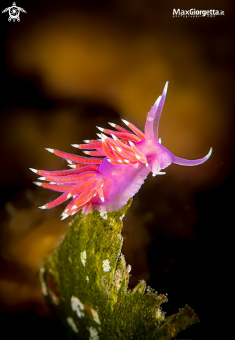 A nudibranch | flabellina