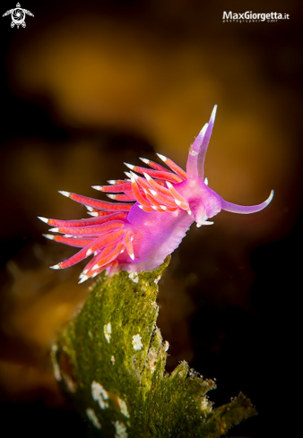 A flabellina