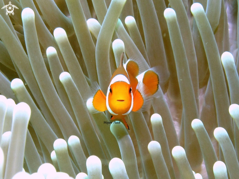 A Amphiprion ocellaris | Anemonefish