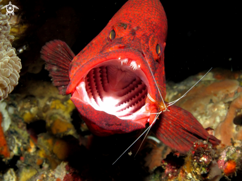 A Grouper