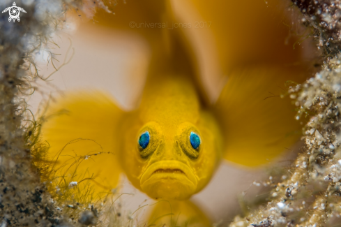 A Yellow Pygmy Goby