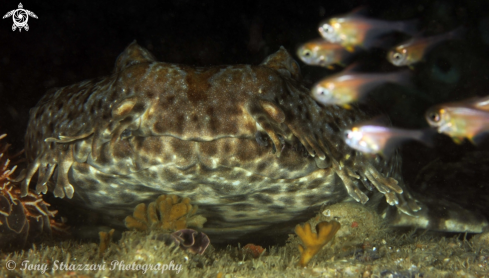 A Orectolobus halei  | Ornate Wobbegong