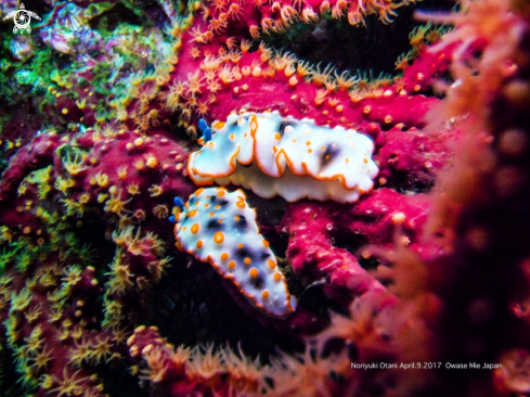 A Dermatobranchus ornatus (Bergh, 1874) | Nudibranch 