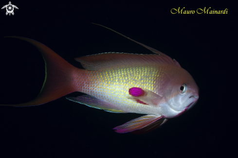 A Anthias male