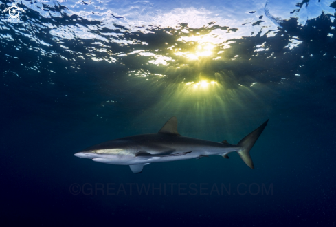 A Carcharhinus falciformis | Silky Shark