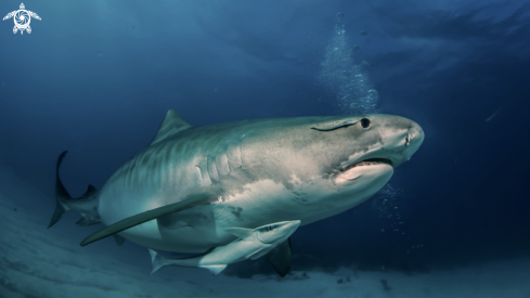 A Galeocerdo cuvier | Tiger shark