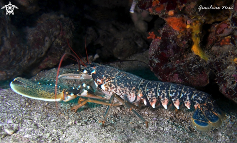 A Homarus gammarus 