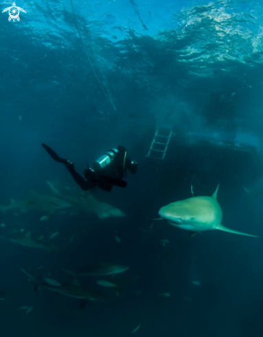 A Negaprion brevirostris | Lemon Shark