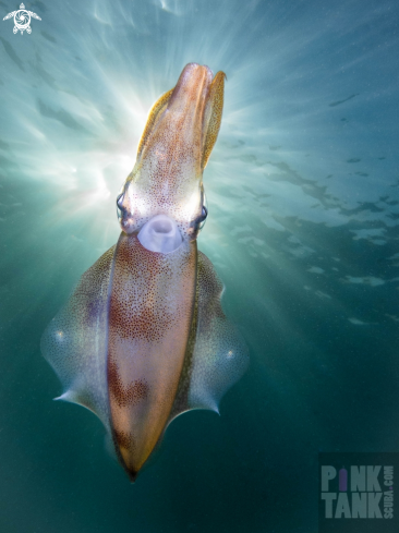 A Calamari Squid