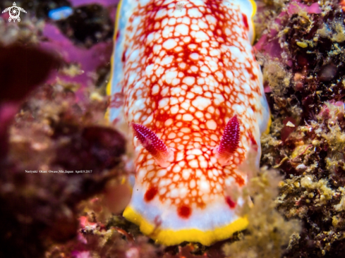 A nudibranch