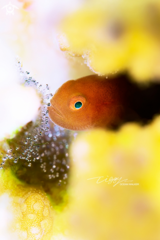 A coralgoby
