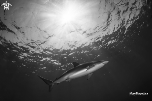 A silk shark