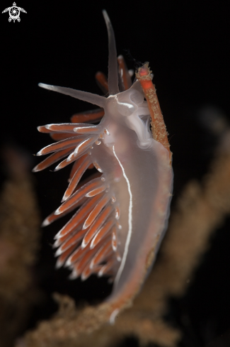 A Flabellina Lineata