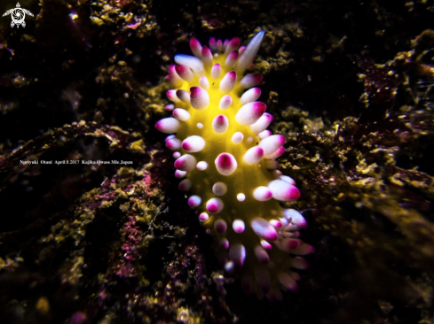 A nudibranch