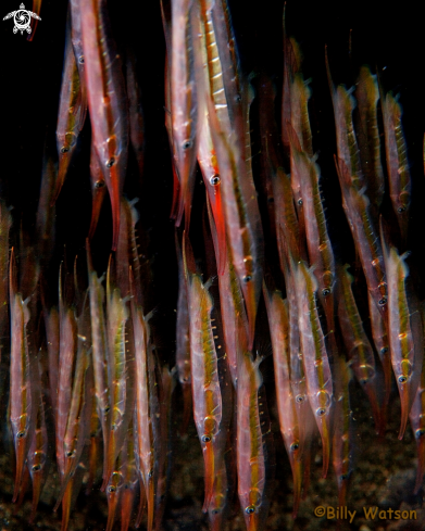 A Aeliscus striates | Razorfish