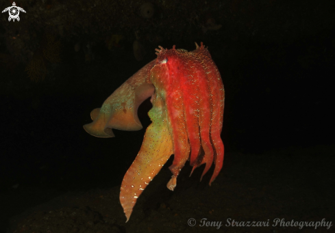 A Sepia apama | Giant Cuttle