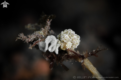 A Nudibranch laying eggs