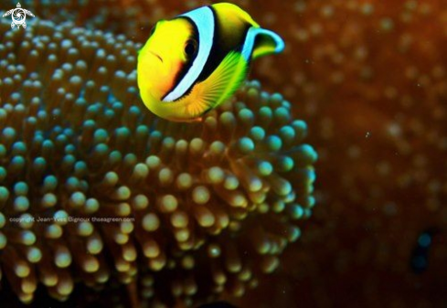 A Amphiprioninae | Clownfish Anemone fish