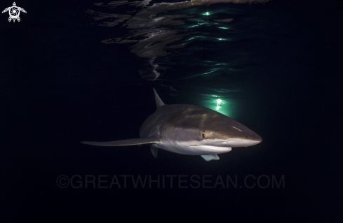 A Carcharhinus falciformis | Silky Shark