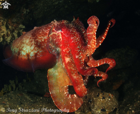 A Sepia apama | Giant Cuttle