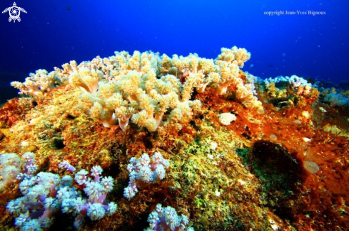 A Soft coral formations at 8 metres,Mauritius
