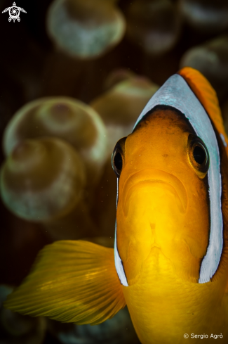 A Clown fish