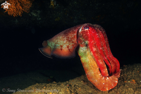 A Sepia apama | Giant Cuttle