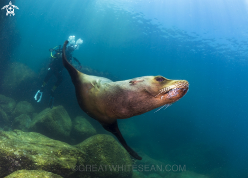 A Otariinae | Sea Lion
