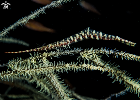 A Sawblade shrimp