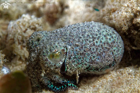 A Bobtail Squid