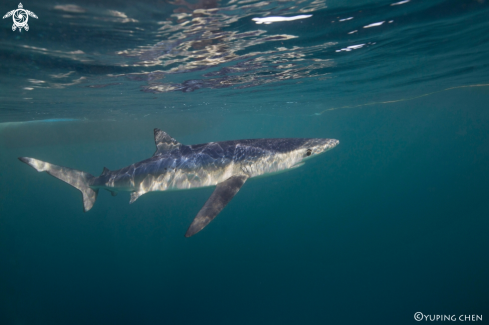 A Blue Shark