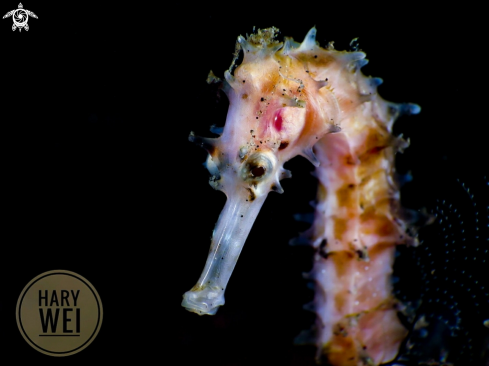 A Thorny Seahorse