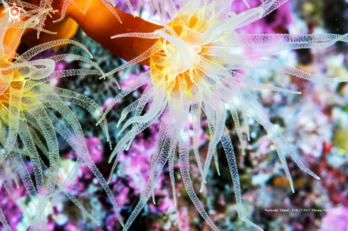 A orange cup coral