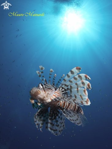 A Lionfish