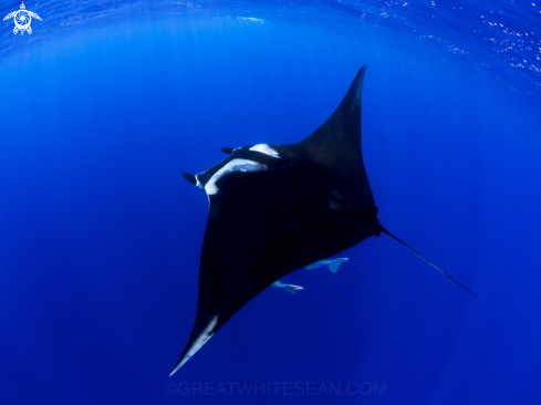 A Manta Birostris | Oceanic Manta Ray