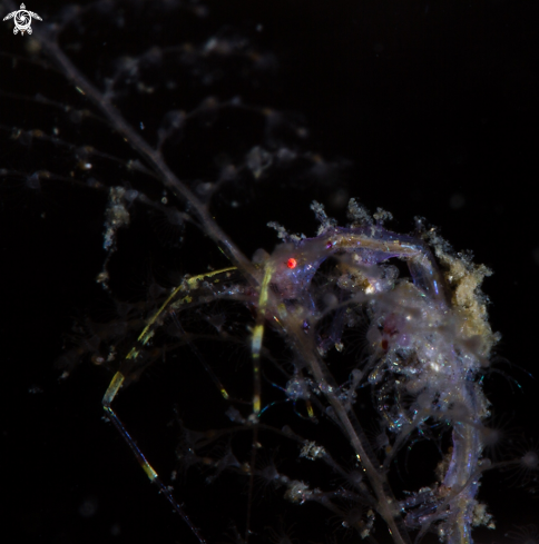 A Skeleton shrimp