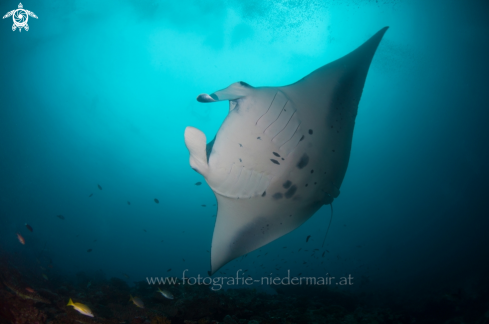 A Manta Ray 