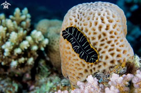 A Flatworm 