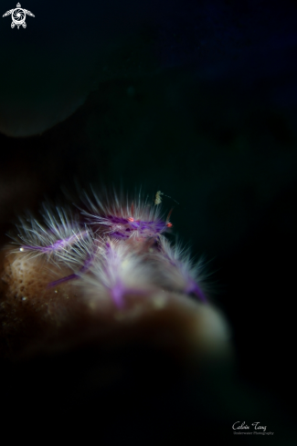 A Hairy squat lobster