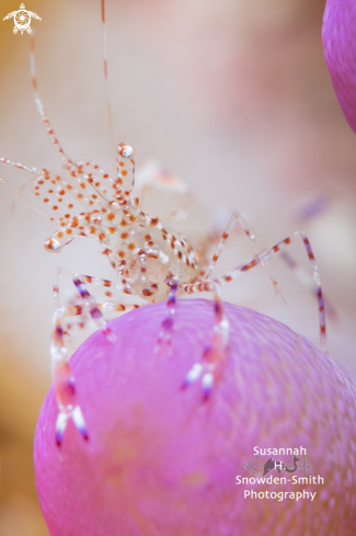 A Spotted Cleaner Shrimp