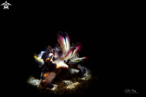 A Flamboyant cuttlefish