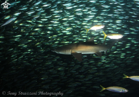 A Carcharias taurus | Grey Nurse Shark