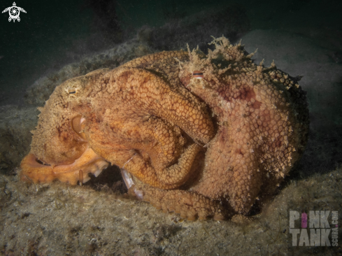 A Maori Octopus