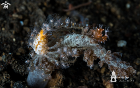 A decorator crab