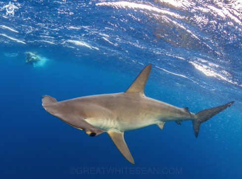 A Sphyrna zygaena | Smooth Hammerhead