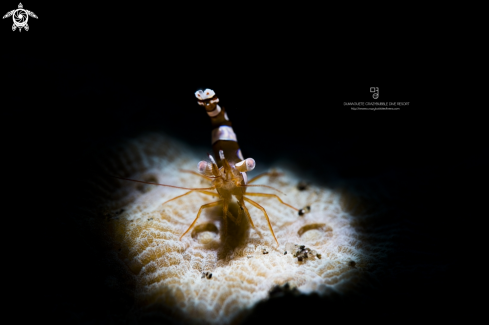 A Squat Anemone Shrimp