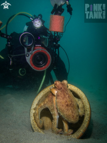 A Maori Octopus